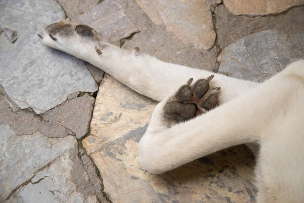 Paws of a big dog on the stone floor