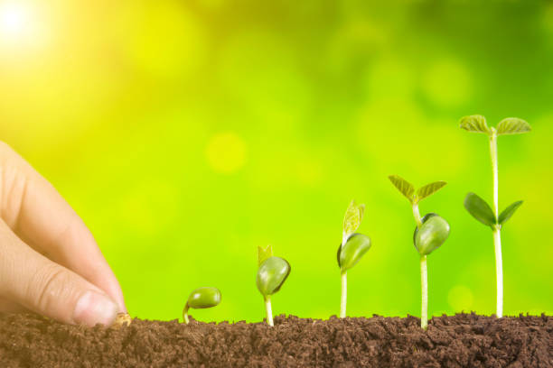 istock business investment:plant growing on green background 954553816