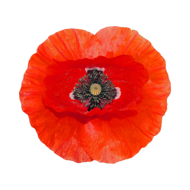 istock Beautiful Red Poppy flower head isolated on white background. 954554194