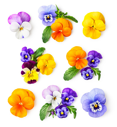 Pansy flowers or spring garden viola tricolor collection isolated on white background. Flower arrangement and floral design. Top view, flat lay