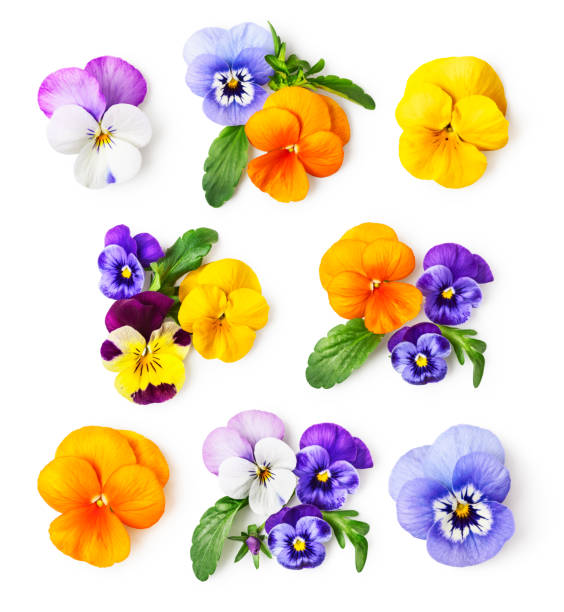 Pansy flowers and viola tricolor set Pansy flowers or spring garden viola tricolor collection isolated on white background. Flower arrangement and floral design. Top view, flat lay pansy photos stock pictures, royalty-free photos & images
