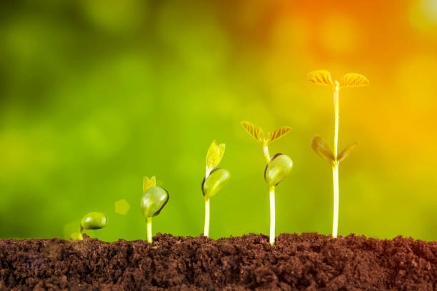 istock business growth:plant growing in soil on green background 954554926