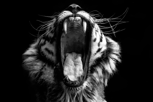 A bold black & white image of a tiger