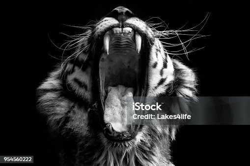 Our Best Black And White Animals Stock Photos, Pictures & Royalty-Free  Images - iStock | Black and white photography, Black and white flowers,  Black and white ruffed lemur