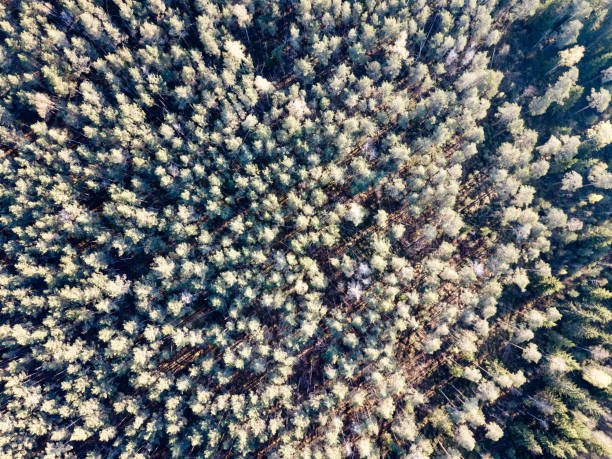 istock drone image. aerial view of rural area with forest trees and shadows 954560946