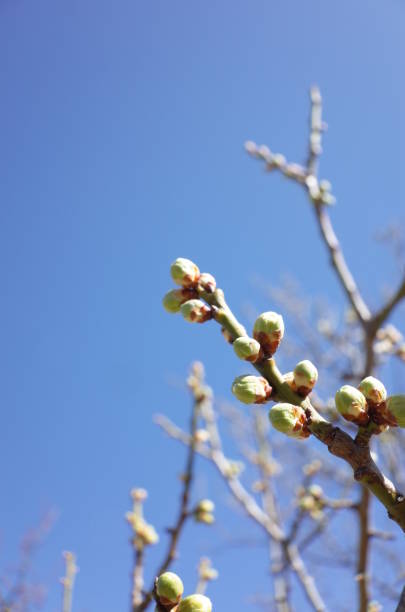 istock White Flower of Japanese Plum Tree 954561186