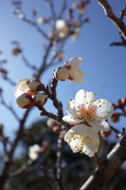 istock White Flower of Japanese Plum Tree 954561488