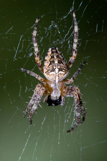 istock Araneidae - Araneus diadematus 954563664