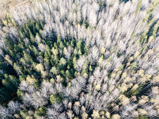 istock drone image. aerial view of rural area with forest trees and shadows 954563950