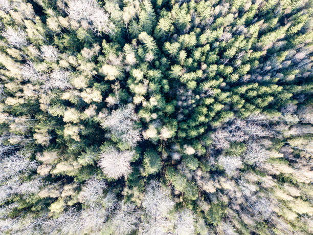 istock drone image. aerial view of rural area with forest trees and shadows 954563954