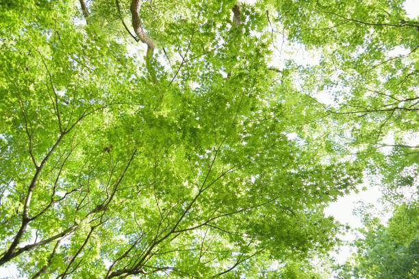 istock Summer background of fresh green Japanese Maple tree 954565410