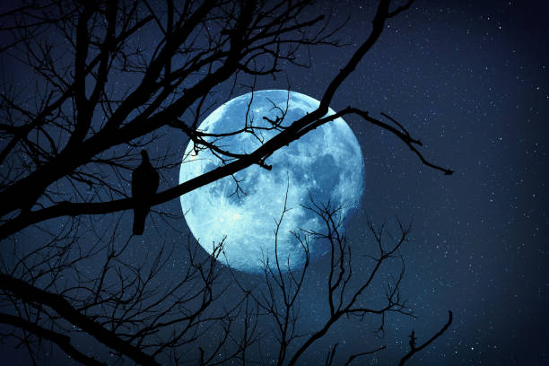 istock Silhouette of a tree with bird on it and Moon on starry background. Elements of this image are my work. 954565566