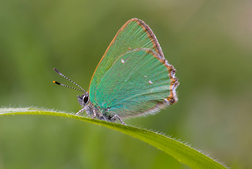 A beautiful green hairstreak butterfly freshly emerged