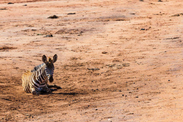 Baby Zebra at Tsavo East National Reserve at Kenya at Africa, Resting