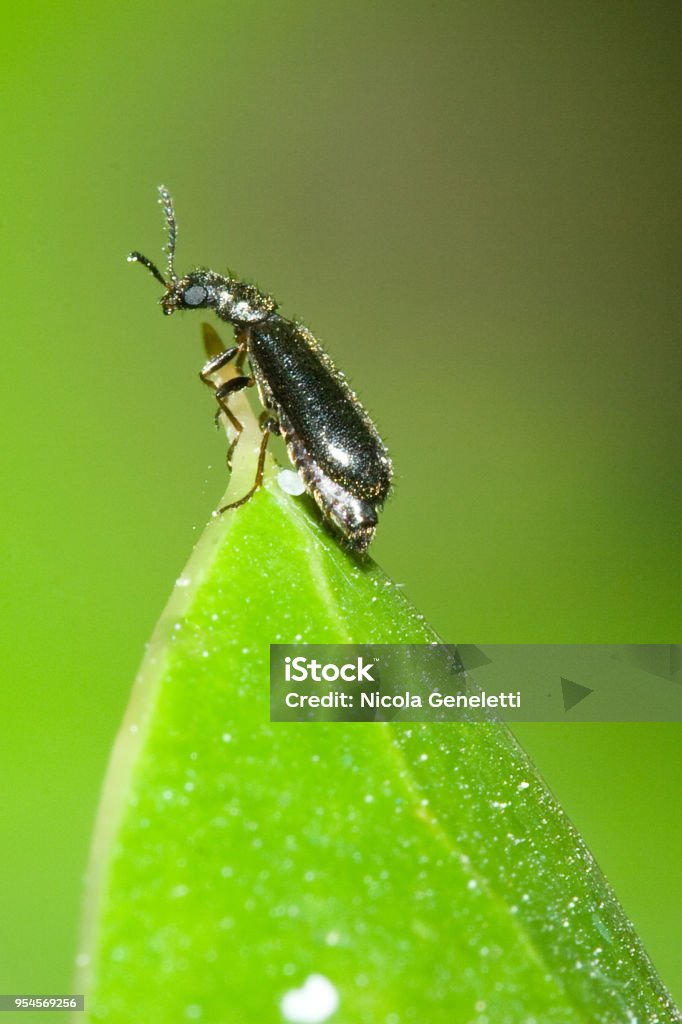Malachiidae - Malachius bipustulatus Close-up of an insect from Italy Animal Stock Photo