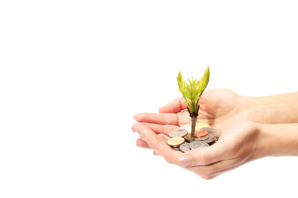 istock Money plant growing from coins in hand on white background. 954569310