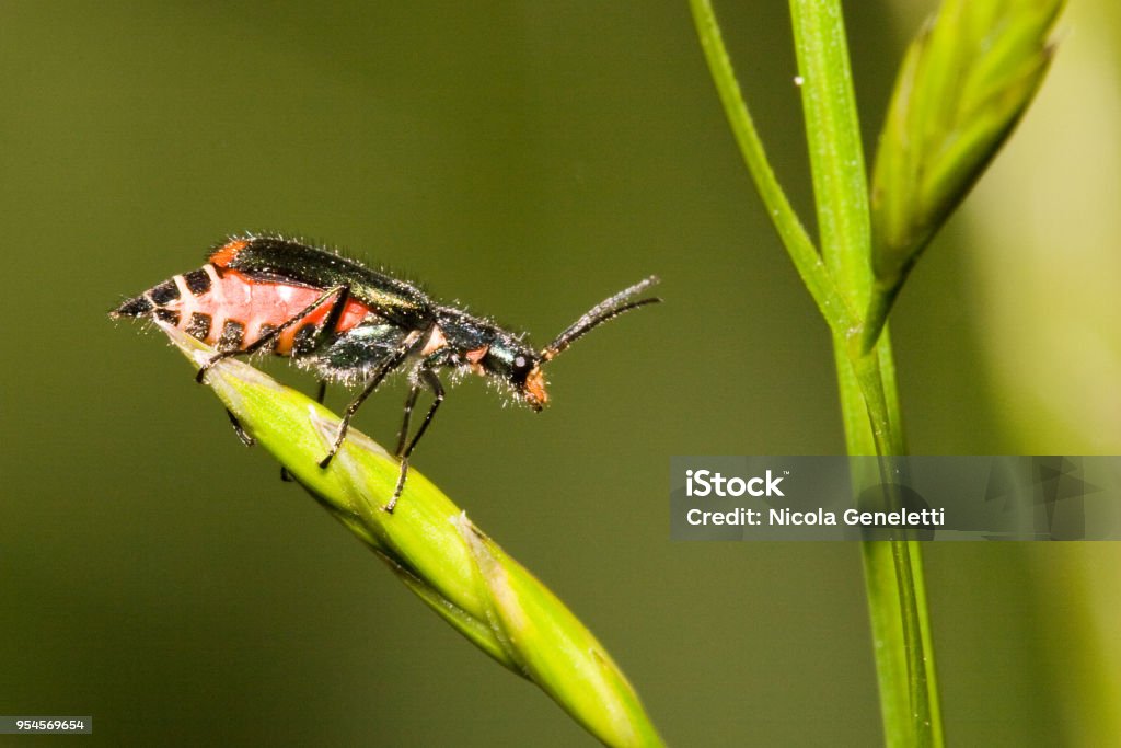 Malachiidae - Malachius bipustulatus Close-up of an insect from Italy Animal Stock Photo