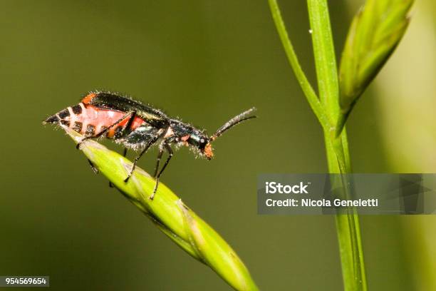 Malachiidae Malachius Bipustulatus Stock Photo - Download Image Now - Animal, Animal Body Part, Animal Wildlife