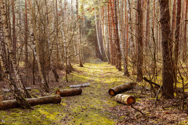 istock Road in the national park 954569850