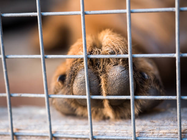 istock Paw German shepherd on the bars of the cage. Close up. Selective focus 954570096