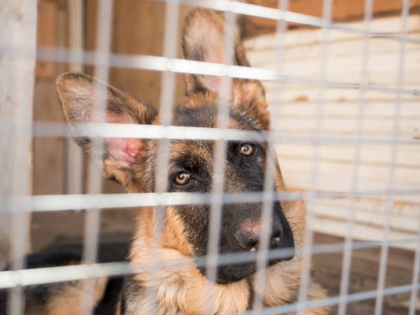 istock German shepherd dog sits locked in a cage 954570128