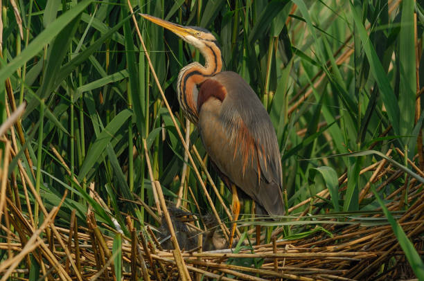 istock Purple heron at nest (Ardea purpurea) 954570510