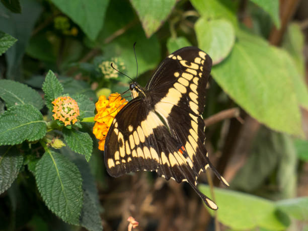 istock Papilionidae - Papilio cresphontes 954570926