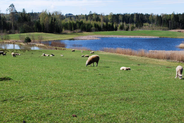 istock Green meadow, in the background graze sheep, pond and spring forest. 954571010