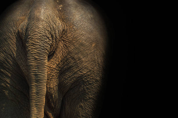 istock Asia elephant's tail and skin texture 954571306
