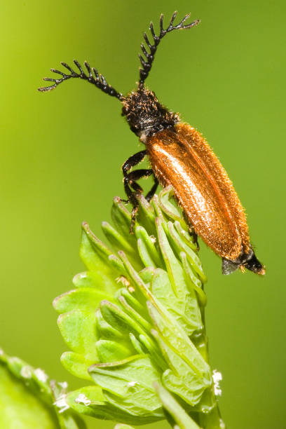 istock Pyrochroidae - Schizotus pectinicornis 954573962