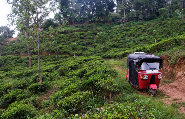 istock View on tea plantation in Ella Sri Lanka. 954575132