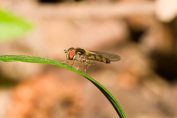 istock Syrphidae - Episyrphus balteatus 954575162