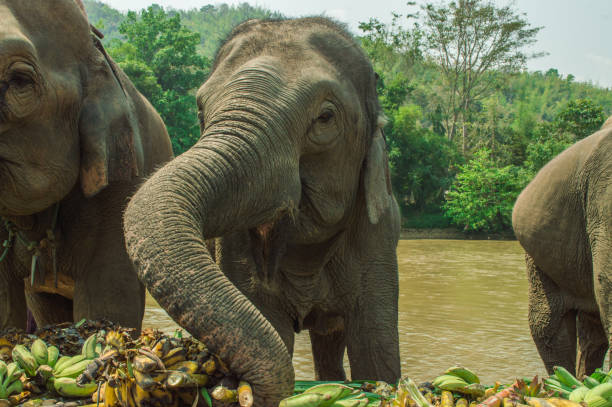 istock The asian elephants eating food 954576016
