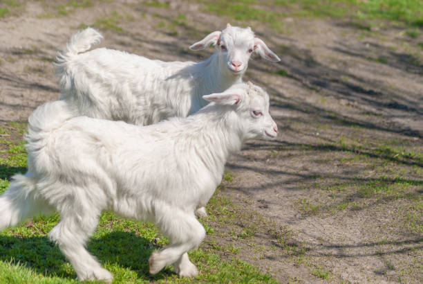 istock Young beautiful white goatling grazes on spring nature studying the world around 954576654