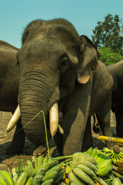 istock The asian elephants eating food 954577454