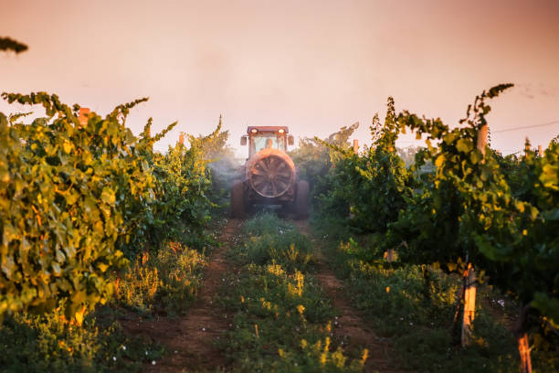 istock Tractor spraying vineyard with fungicide 954578170