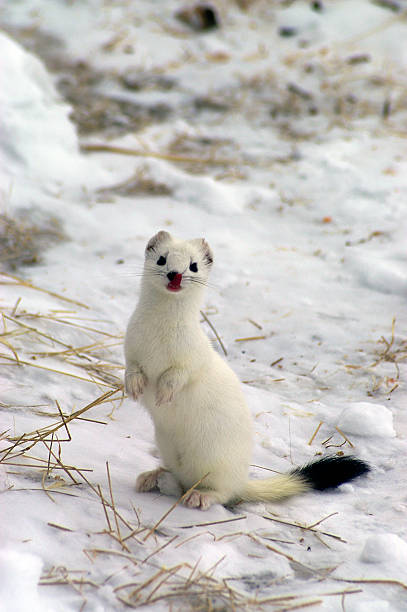 East siberian ermine in the winter.  stoat mustela erminea stock pictures, royalty-free photos & images
