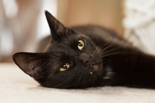 relaxed black cat lying at side, canine tooth visible