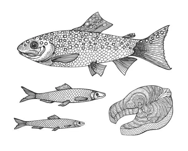 Vector illustration of Hand drawn vintage graphic illustration with realistic rainbow trout and river fish. Marine creature. Vintage engraving illustration art. Templates for design sea shops, restaurants, markets.