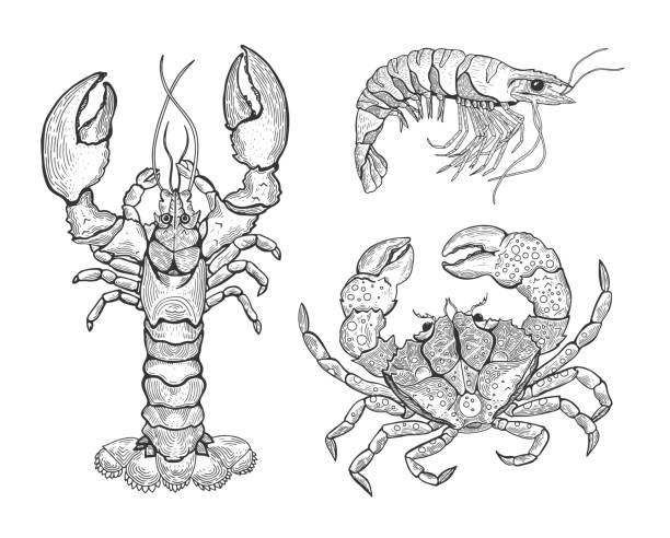 illustrations, cliparts, dessins animés et icônes de la main dessinée illustration graphique vintage avec homard réaliste. créature marine. éléments de fruits de mer pour le menu de conception, des recettes, des articles de décoration de cuisine. idéal pour les étiquettes, affiches, design packaging. - etching starfish engraving engraved image