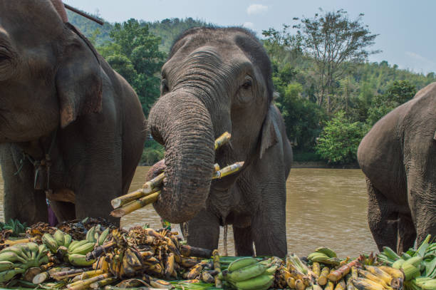 istock The asian elephants eating food 954592256