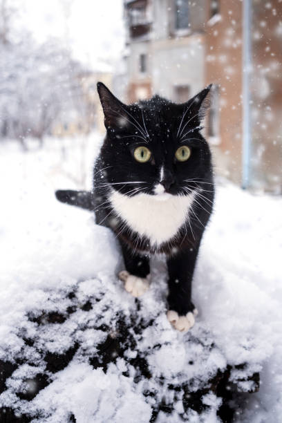 istock Puzzled black and white cat is sitting on snow in courtyard during snowfall. 954595870