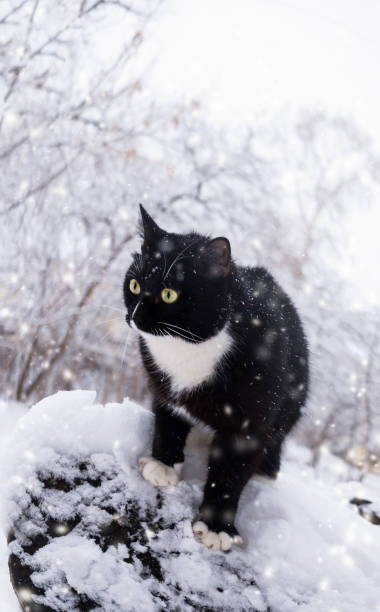 istock Black and white cat sitting on wooden snowbound stump during snowfall. 954595888