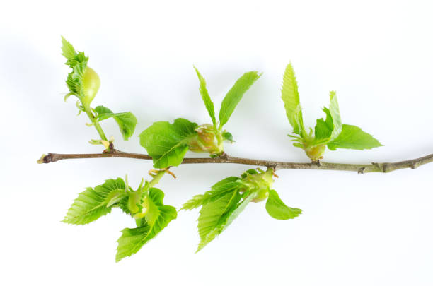 istock Dryocosmus kuriphilus infected branch on white background. 954596956