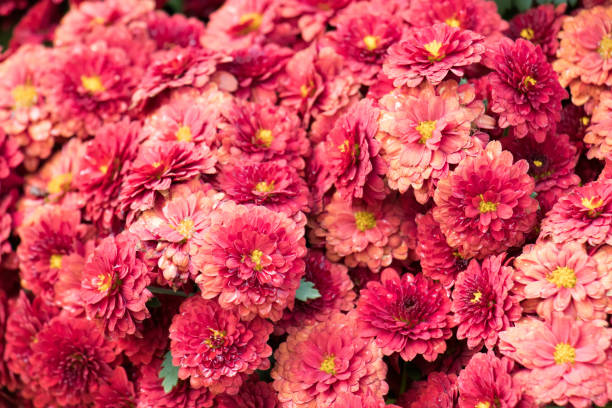 istock Beautiful pink flower background 954606354