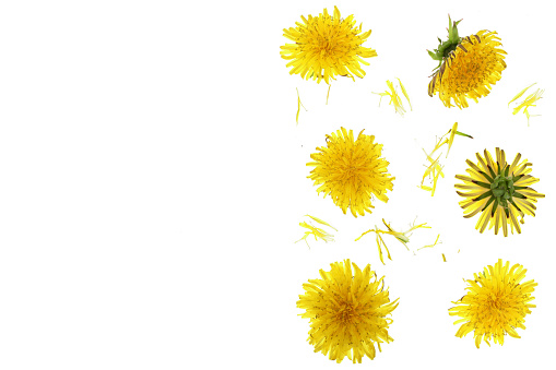 Dandelion flower or Taraxacum Officinale isolated on white background with copy space for your text. Top view. Flat lay pattern.