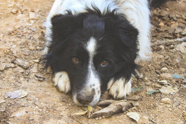 istock sweet eye dog 954606960
