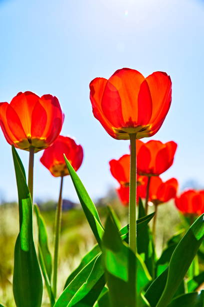 istock Spring red flower tulips bunch dutch flowers 954607008