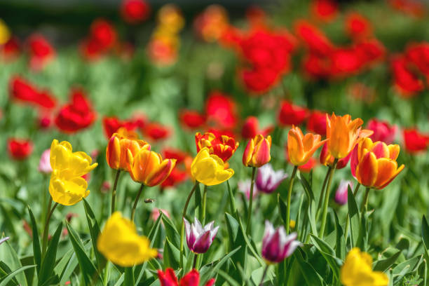 istock Colorful Tulips Flowers Blooming in a Park. 954607102