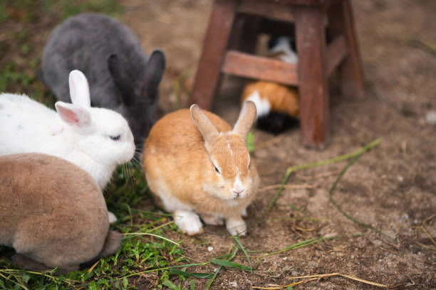 istock close up of rabbit in the cage 954609792